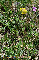 Trollius europaeus (C194572)