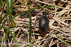 Schwarzer Rüsselkäfer (Otiorhynchus coecus) (C194576) Schwarzer Rüsselkäfer (Otiorhynchus coecus) (C194576)