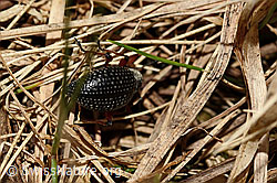 Schwarzer Rüsselkäfer (Otiorhynchus coecus) (C194580) Schwarzer Rüsselkäfer (Otiorhynchus coecus) (C194580)