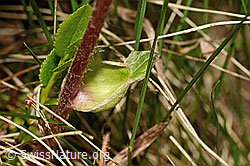 Alpenlattich (Homogyne alpina) (C194588)