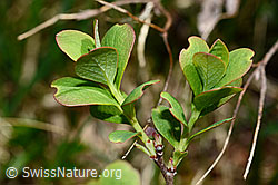 Heidelbeere (Vaccinium myrtillus) (C194595) Heidelbeere (Vaccinium myrtillus) (C194595)