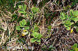 Heidelbeere (Vaccinium myrtillus) (C194596) Heidelbeere (Vaccinium myrtillus) (C194596)