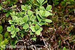Heidelbeere (Vaccinium myrtillus) (C194597) Heidelbeere (Vaccinium myrtillus) (C194597)