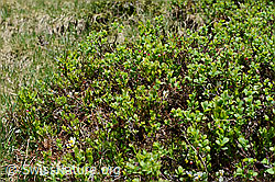 Heidelbeere (Vaccinium myrtillus) (C194598) Heidelbeere (Vaccinium myrtillus) (C194598)