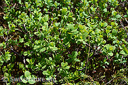 Heidelbeere (Vaccinium myrtillus) (C194599) Heidelbeere (Vaccinium myrtillus) (C194599)