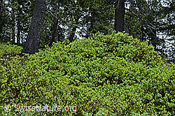 Heidelbeere (Vaccinium myrtillus) (C194600) Heidelbeere (Vaccinium myrtillus) (C194600)