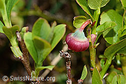 Heidelbeere (Vaccinium myrtillus) (C194602) Heidelbeere (Vaccinium myrtillus) (C194602)