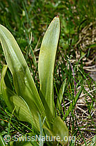 Orchis mascula (C194624)
