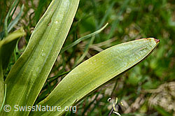 Orchis mascula (C194626)
