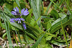 Voralpen-Kreuzblume (Polygala alpestris) (19.06.2021, C194633)