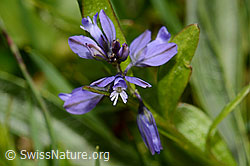 Voralpen-Kreuzblume (Polygala alpestris) (19.06.2021, C194634)