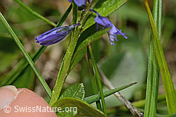 Polygala alpestris (C194638)
