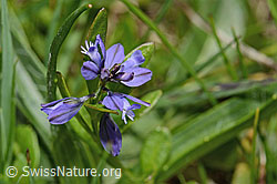 Polygala alpestris (C194641)