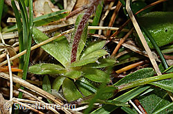 Androsace chamaejasme (C195097)