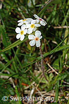 Bewimperter Mannsschild (Androsace chamaejasme) (C195099)