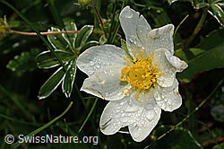 Silberwurz (Dryas octopetala) (C195102) Silberwurz (Dryas octopetala) (C195102)