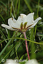 Silberwurz (Dryas octopetala) (C195105) Silberwurz (Dryas octopetala) (C195105)
