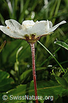 Silberwurz (Dryas octopetala) (C195106) Silberwurz (Dryas octopetala) (C195106)