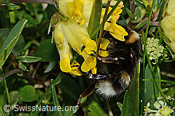 Hellgelbe Erdhummel (Bombus lucorum) an Alpen-Wundklee (Anthyllis vulneraria ssp. alpestris) (C195155) Hellgelbe Erdhummel (Bombus lucorum) an Alpen-Wundklee (Anthyllis vulneraria ssp. alpestris) (C195155)