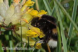 Hellgelbe Erdhummel (Bombus lucorum) an Besenheide (Calluna vulgaris)