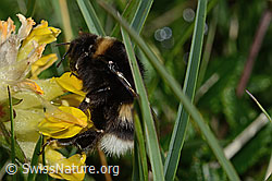 Hellgelbe Erdhummel (Bombus lucorum) an Alpen-Wundklee (Anthyllis vulneraria ssp. alpestris) (C195158) Hellgelbe Erdhummel (Bombus lucorum) an Alpen-Wundklee (Anthyllis vulneraria ssp. alpestris) (C195158)