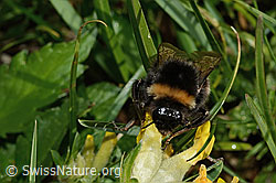 Hellgelbe Erdhummel (Bombus lucorum) an Alpen-Wundklee (Anthyllis vulneraria ssp. alpestris) (C195161) Hellgelbe Erdhummel (Bombus lucorum) an Alpen-Wundklee (Anthyllis vulneraria ssp. alpestris) (C195161)