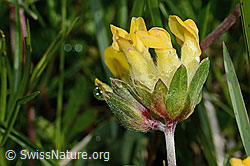 Alpen-Wundklee (Anthyllis vulneraria ssp. alpestris) (C195164) Alpen-Wundklee (Anthyllis vulneraria ssp. alpestris) (C195164)
