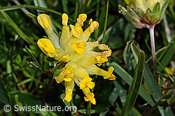 Alpen-Wundklee (Anthyllis vulneraria ssp. alpestris) (C195165) Alpen-Wundklee (Anthyllis vulneraria ssp. alpestris) (C195165)