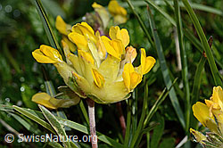 Alpen-Wundklee (Anthyllis vulneraria ssp. alpestris) (C195166) Alpen-Wundklee (Anthyllis vulneraria ssp. alpestris) (C195166)