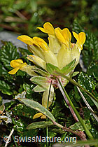 Alpen-Wundklee (Anthyllis vulneraria ssp. alpestris) (C195167) Alpen-Wundklee (Anthyllis vulneraria ssp. alpestris) (C195167)