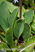Alpen-Wundklee (Anthyllis vulneraria ssp. alpestris) (C195174) Alpen-Wundklee (Anthyllis vulneraria ssp. alpestris) (C195174)