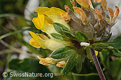 Alpen-Wundklee (Anthyllis vulneraria ssp. alpestris) (C195176) Alpen-Wundklee (Anthyllis vulneraria ssp. alpestris) (C195176)