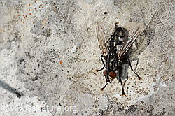 Graue Fleischfliege (Sarcophaga carnaria) (C195192) Graue Fleischfliege (Sarcophaga carnaria) (C195192)