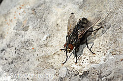 Graue Fleischfliege (Sarcophaga carnaria) (C195194) Graue Fleischfliege (Sarcophaga carnaria) (C195194)