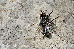Graue Fleischfliege (Sarcophaga carnaria) (C195196) Graue Fleischfliege (Sarcophaga carnaria) (C195196)