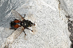 Nowickia ferox (Raupenfliege) (C195214) Nowickia ferox (Raupenfliege) (C195214)