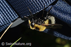 Hummel-Waldschwebfliege (Volucella bombylans var. plumata) (C195220) Hummel-Waldschwebfliege (Volucella bombylans var. plumata) (C195220)