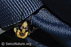 Hummel-Waldschwebfliege (Volucella bombylans var. plumata) (C195221) Hummel-Waldschwebfliege (Volucella bombylans var. plumata) (C195221)