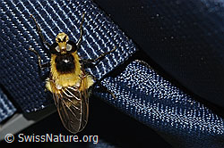 Hummel-Waldschwebfliege (Volucella bombylans var. plumata) (C195222) Hummel-Waldschwebfliege (Volucella bombylans var. plumata) (C195222)