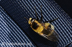 Hummel-Waldschwebfliege (Volucella bombylans var. plumata) (C195223) Hummel-Waldschwebfliege (Volucella bombylans var. plumata) (C195223)