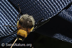 Hummel-Waldschwebfliege (Volucella bombylans var. plumata) (C195224) Hummel-Waldschwebfliege (Volucella bombylans var. plumata) (C195224)