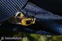 Hummel-Waldschwebfliege (Volucella bombylans var. plumata) (C195225) Hummel-Waldschwebfliege (Volucella bombylans var. plumata) (C195225)