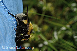 Hummel-Waldschwebfliege (Volucella bombylans var. plumata) (C195229) Hummel-Waldschwebfliege (Volucella bombylans var. plumata) (C195229)