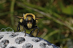 Hummel-Waldschwebfliege (Volucella bombylans var. plumata) (C195233) Hummel-Waldschwebfliege (Volucella bombylans var. plumata) (C195233)