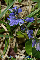 Polygala alpestris (C195244) Polygala alpestris (C195244)