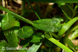 Polygala alpestris (C195247) Polygala alpestris (C195247)