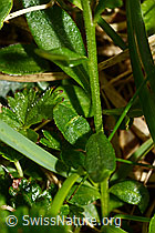 Polygala alpestris (C195248) Polygala alpestris (C195248)
