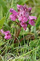 Quirlblättriges Läusekraut (Pedicularis verticillata) (C195289)