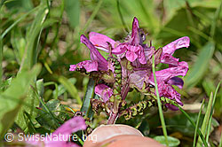Quirlblättriges Läusekraut (Pedicularis verticillata) (C195291)