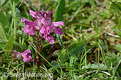 Quirlblättriges Läusekraut (Pedicularis verticillata) (C195293)
